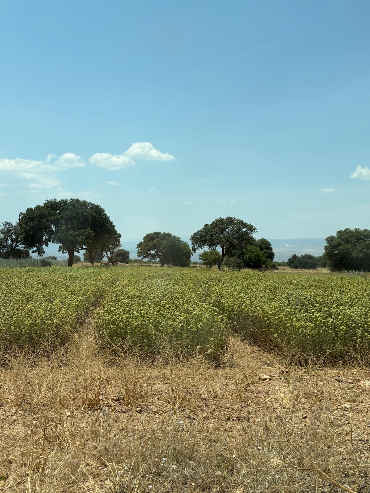 Cultivo de plantas aromáticas de Aedra Heritage