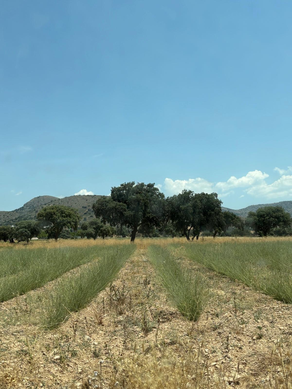 Cultivo de plantas aromáticas en hileras
